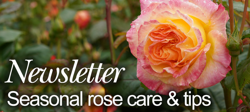 Newsletter - seasonal rose care and tips